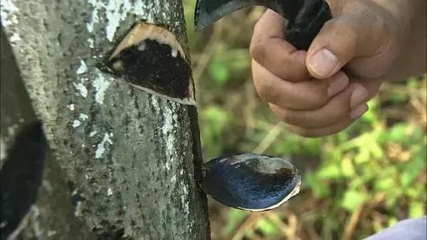 【聚焦两会】建生漆产业联盟助山区致富